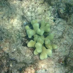 Thin Fingers Coral, photo 10