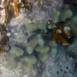 Thin Fingers Coral, photo 11