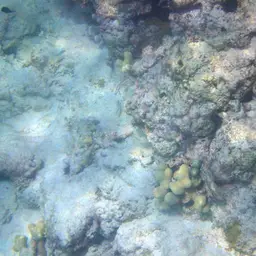Thin Fingers Coral, photo 12