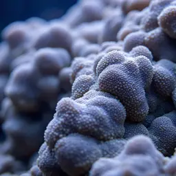 Hump Coral, photo 1