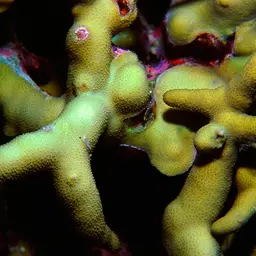 Hump Coral, photo 1