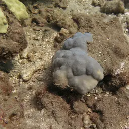 Hump Coral, photo 1