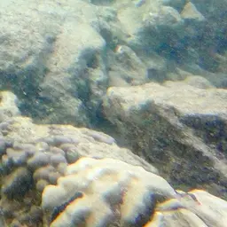 Hump Coral, photo 2