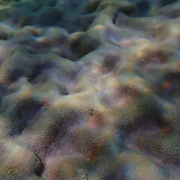 Hump Coral, photo 3