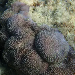 Hump Coral, photo 4