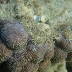 Hump Coral, photo 5