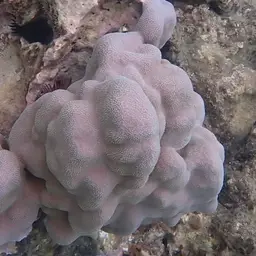 Hump Coral, photo 6