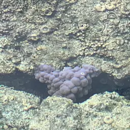 Hump Coral, photo 7