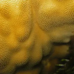 Hump Coral, photo 8