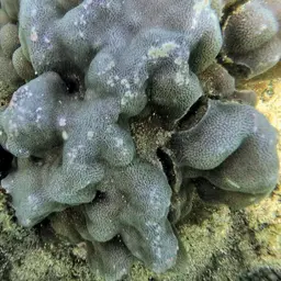 Hump Coral, photo 9