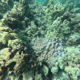 Hump Coral, photo 10