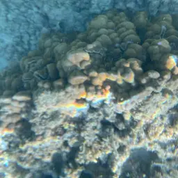 Hump Coral, photo 11