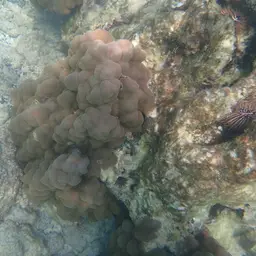 Hump Coral, photo 12
