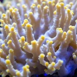 Hump Coral, photo 1