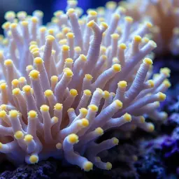 Hump Coral, photo 2