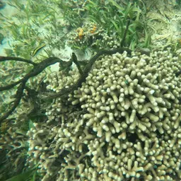 Branched Finger Coral, photo 2
