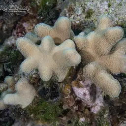 Branched Finger Coral, photo 3