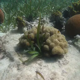 Branched Finger Coral, photo 4