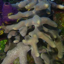 Branched Finger Coral, photo 5