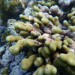Branched Finger Coral, photo 6