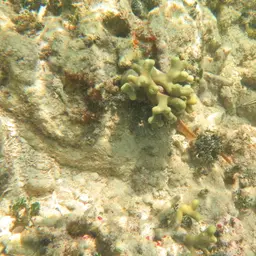 Branched Finger Coral, photo 8