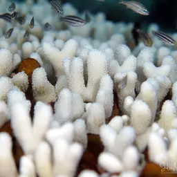 Branched Finger Coral, photo 9
