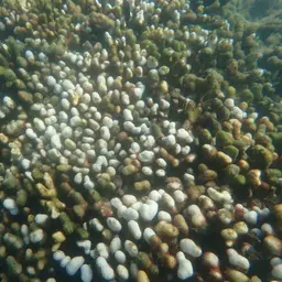 Branched Finger Coral, photo 10
