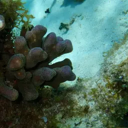 Branched Finger Coral, photo 11