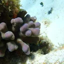 Branched Finger Coral, photo 12