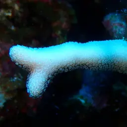 Branched Finger Coral