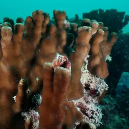 Hump Coral, photo 1