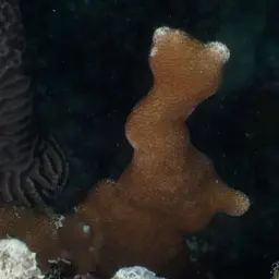 Hump Coral, photo 2