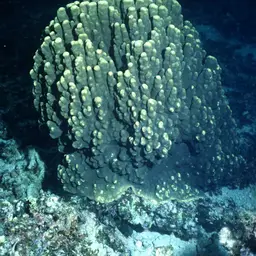 Hump Coral, photo 1