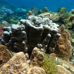 Hump Coral, photo 2