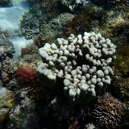 Hump Coral, photo 3
