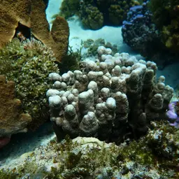 Hump Coral, photo 4