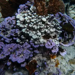 Hump Coral, photo 5