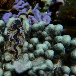 Hump Coral, photo 6