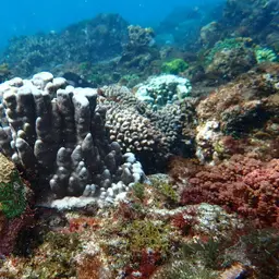Hump Coral, photo 7