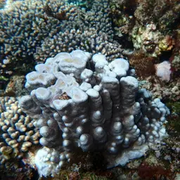 Hump Coral, photo 8