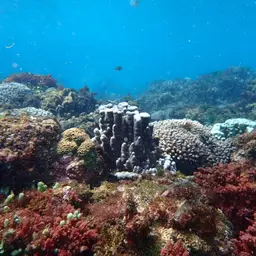 Hump Coral, photo 9