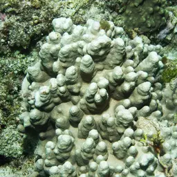 Hump Coral, photo 10