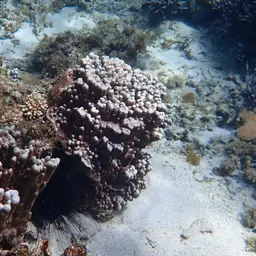 Hump Coral, photo 11