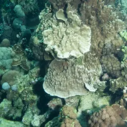 Hump Coral, photo 12