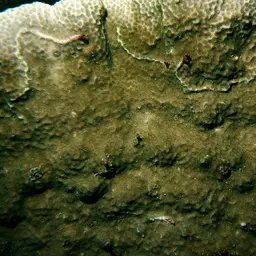 Hump Coral, photo 2