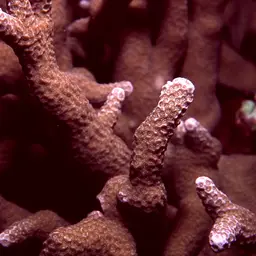 Hump Coral, photo 1