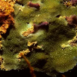Hump Coral, photo 3