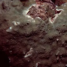 Hump Coral, photo 4
