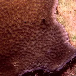 Hump Coral, photo 5