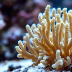 Hump Coral, photo 1